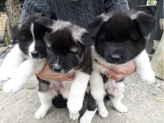 PoulaTo: Japanska Akita.